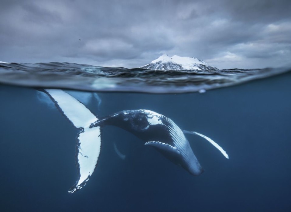 Audun Rikardsen (Norwegia), Arktyczny spektakl / Wildlife Photographer of the Year 2016