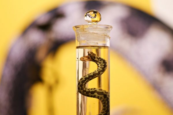 Fotografia przedstawia preparat słojowy z wężem w środku.