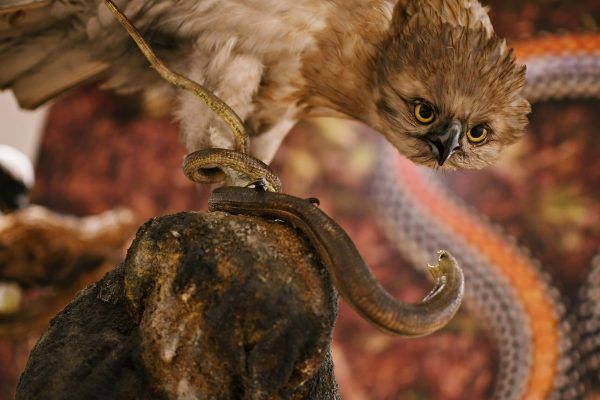 Fotografia przedstawia sowę z wężem.